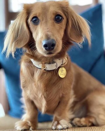 Furb Demure Dog Ivory + Navy Leather Collar