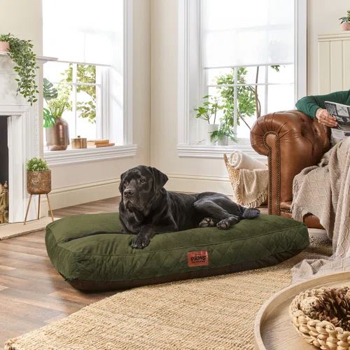 Wayfair Padded Dog Bed