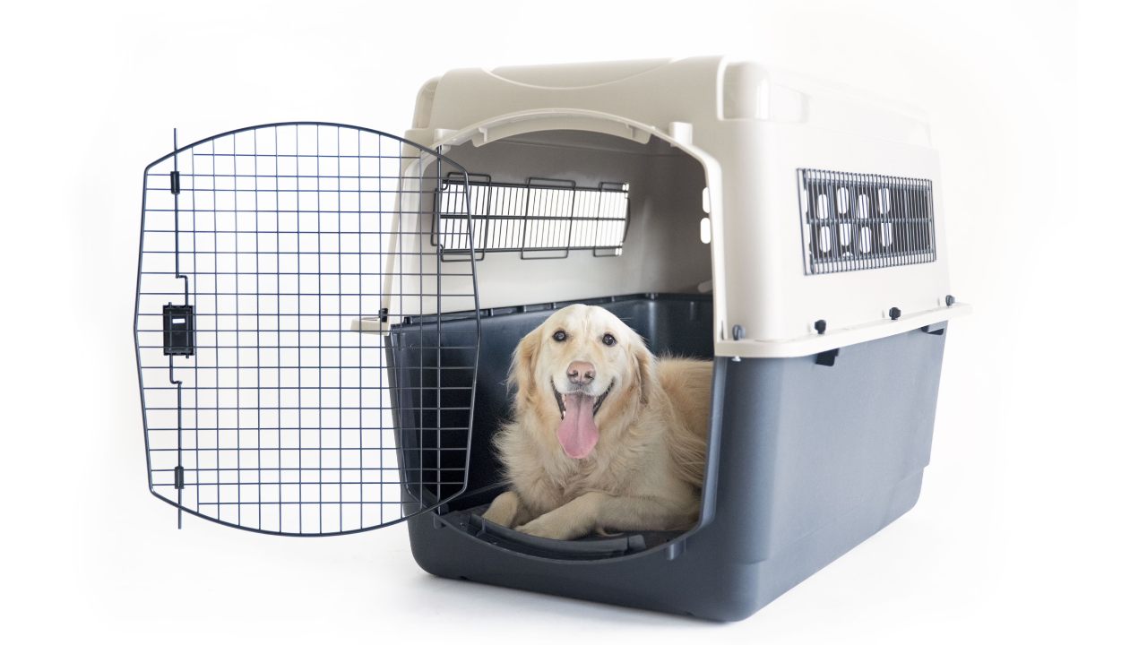 Petmate Review : A Trusted Brand for Innovative Pet Care Products